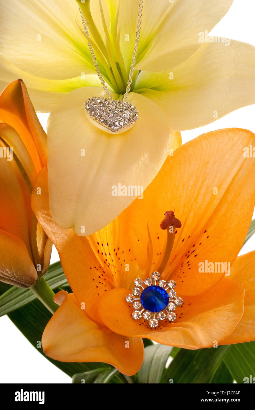 leaf flower plant green lily bud bouquet yellow orange blue isolated