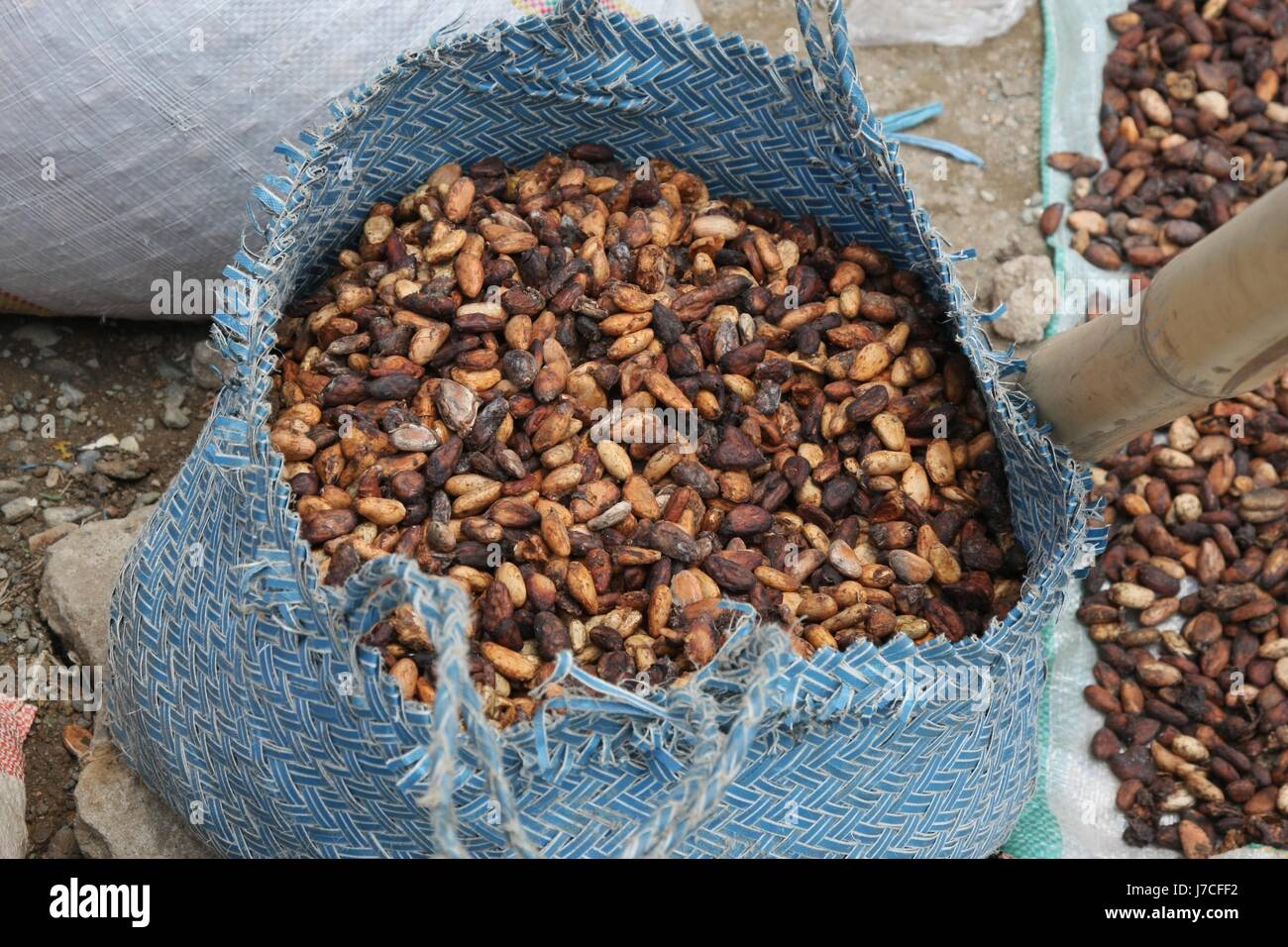 Indonesia Cocoa Cacao Tree Food Aliment Indonesia Fruit Cocoa Cacao