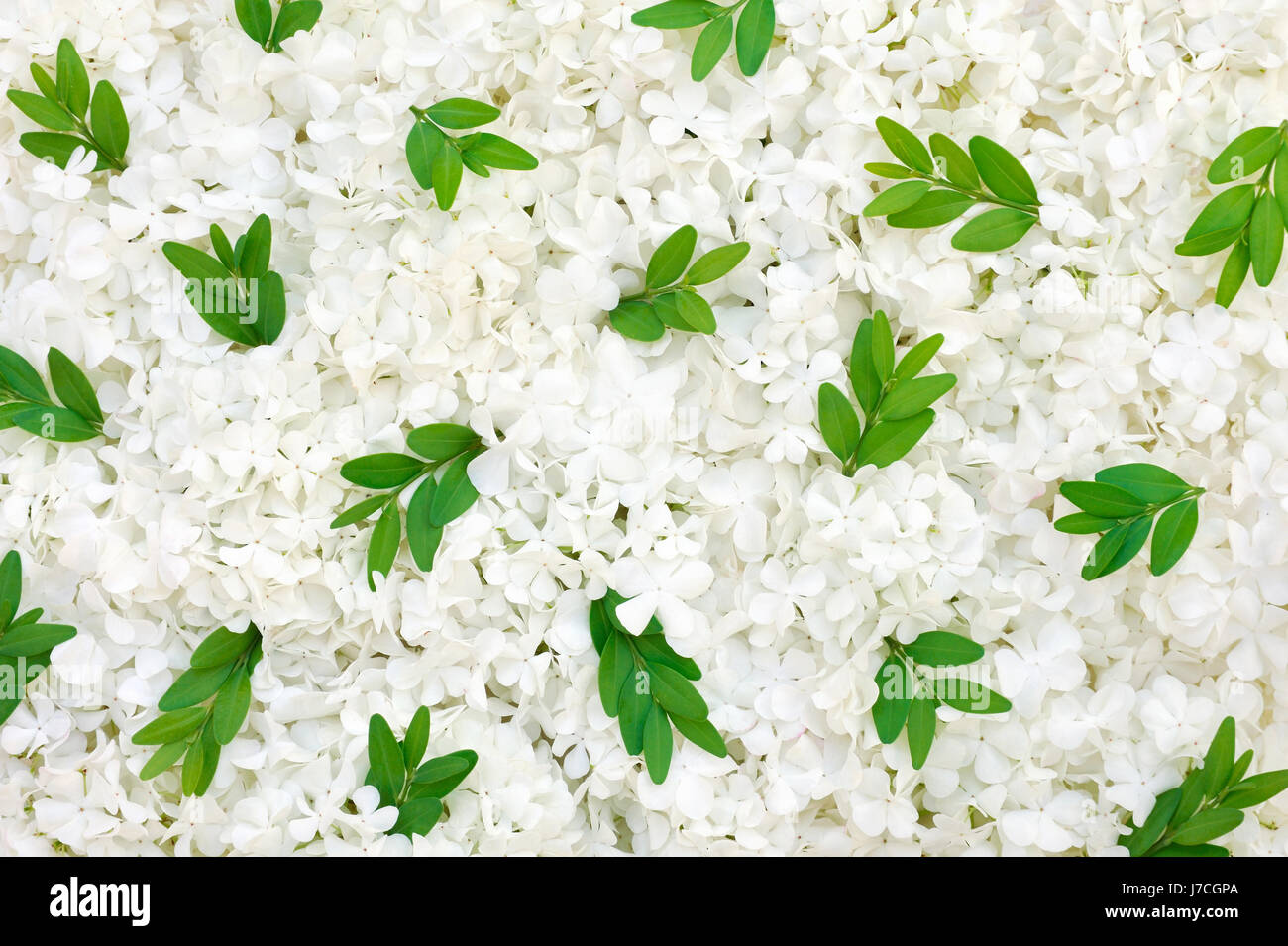 flower plant leaves flowers blossoms white myrtle foliage floral beautiful Stock Photo