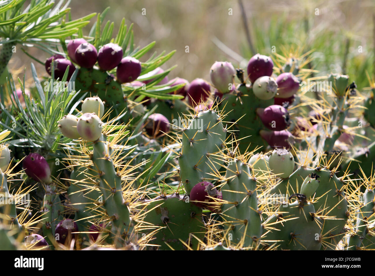 feigenkaktus frucht geografie gruen kaktee kaktus kaktusfeige kanaren Stock Photo