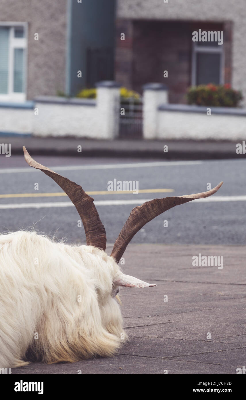 Small white furry goat with big horns resting its head on the street in a small irish town Sneem, Ireland Stock Photo