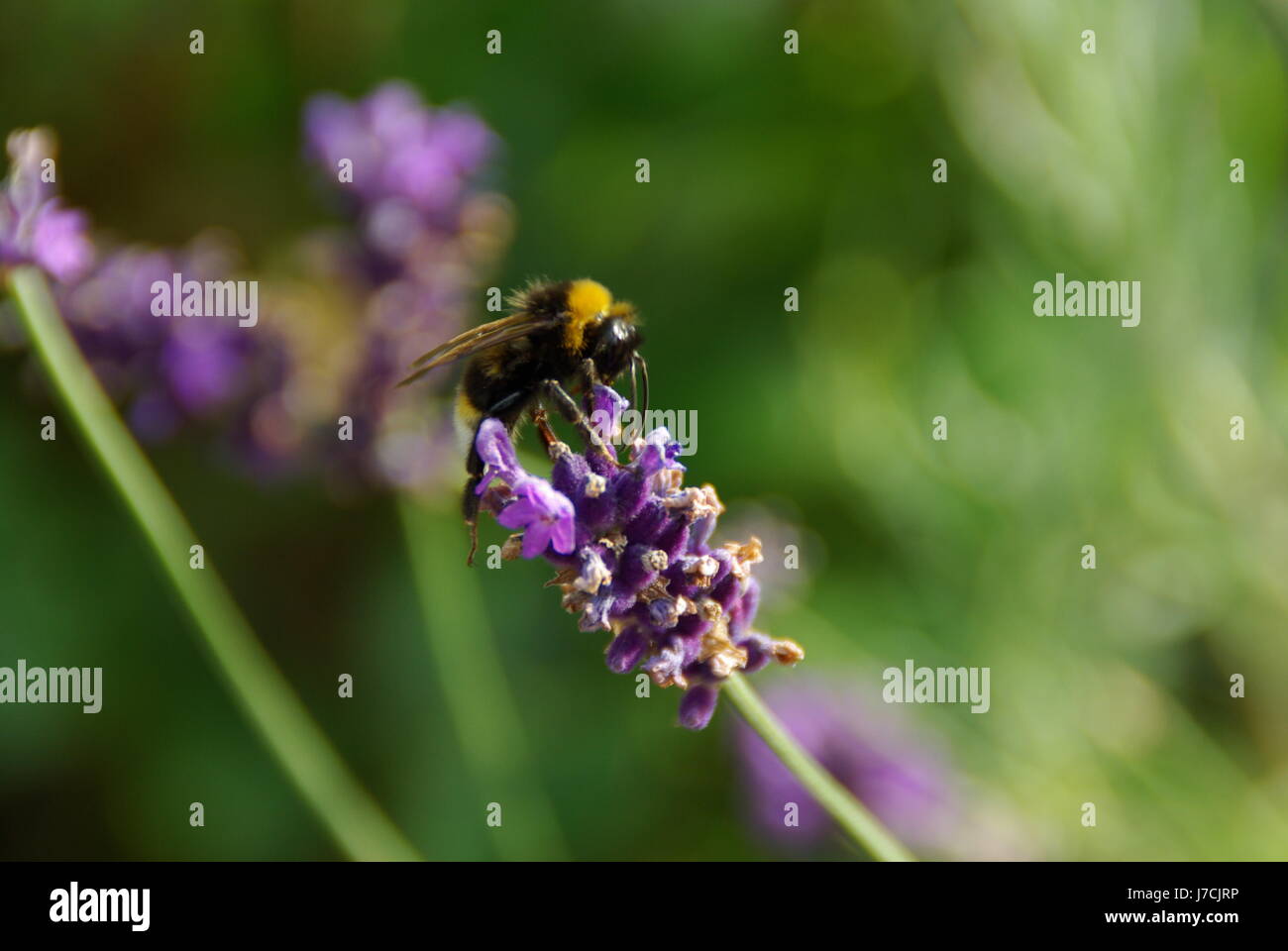 animal insect flower plant bumblebee bloom blossom flourish flourishing Stock Photo