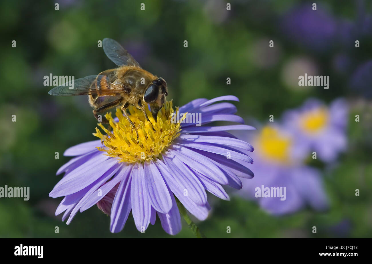 bloom blossom flourish flourishing eyes aster insect bee blue garden ...