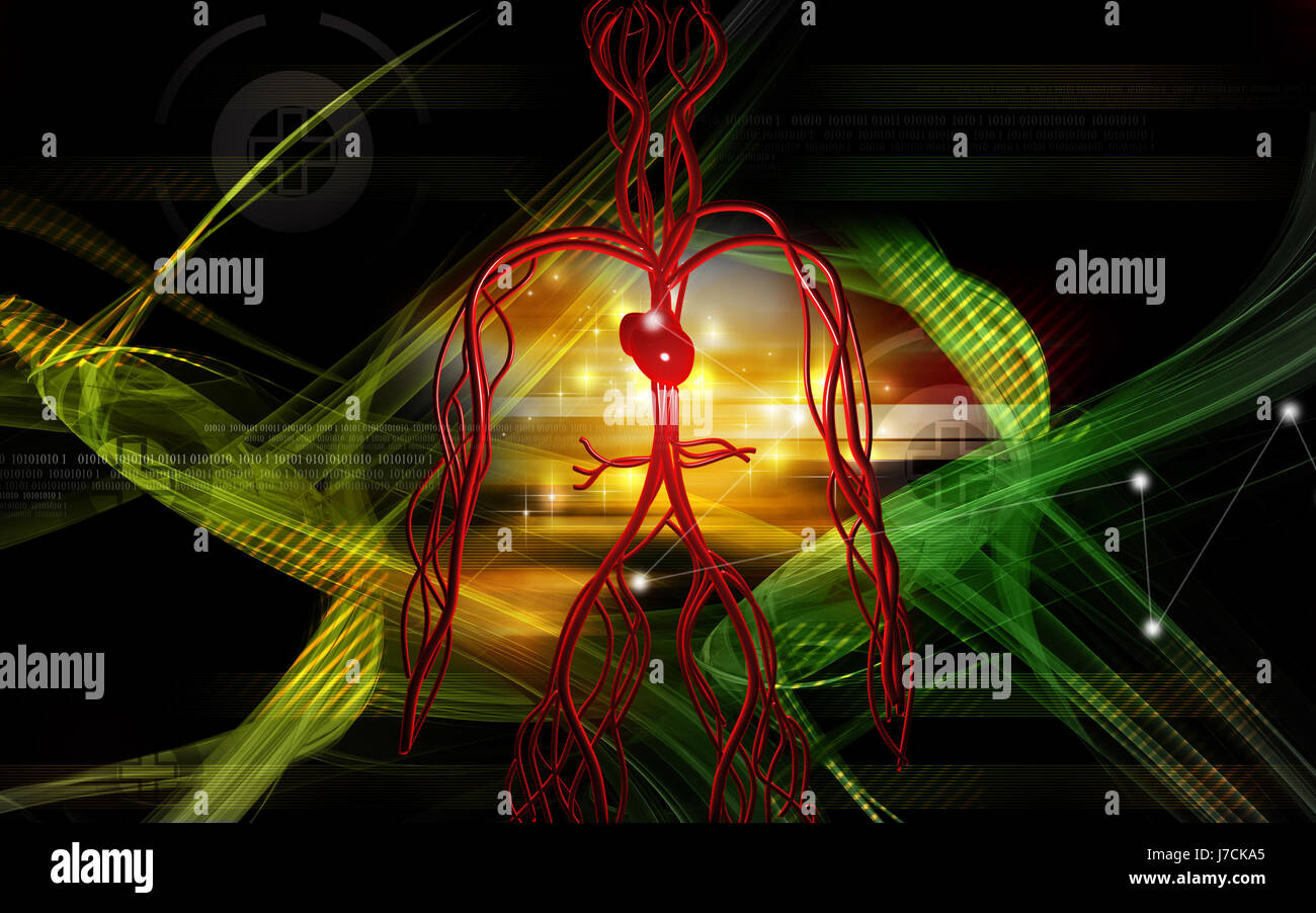 Circulation Graphics 039039digital illustration of vascular hi-res stock photography and ...