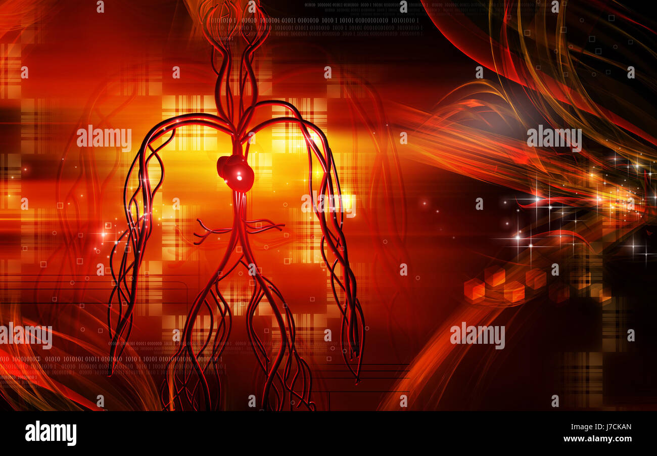Circulation Graphics object education circulation graphics colour human human being Stock ...