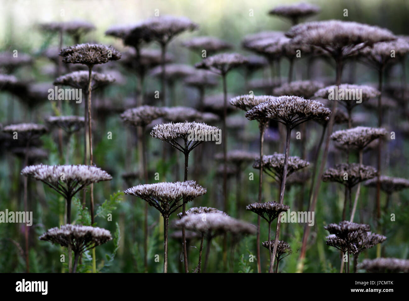 flowerpower - the army of gold sheaves Stock Photo