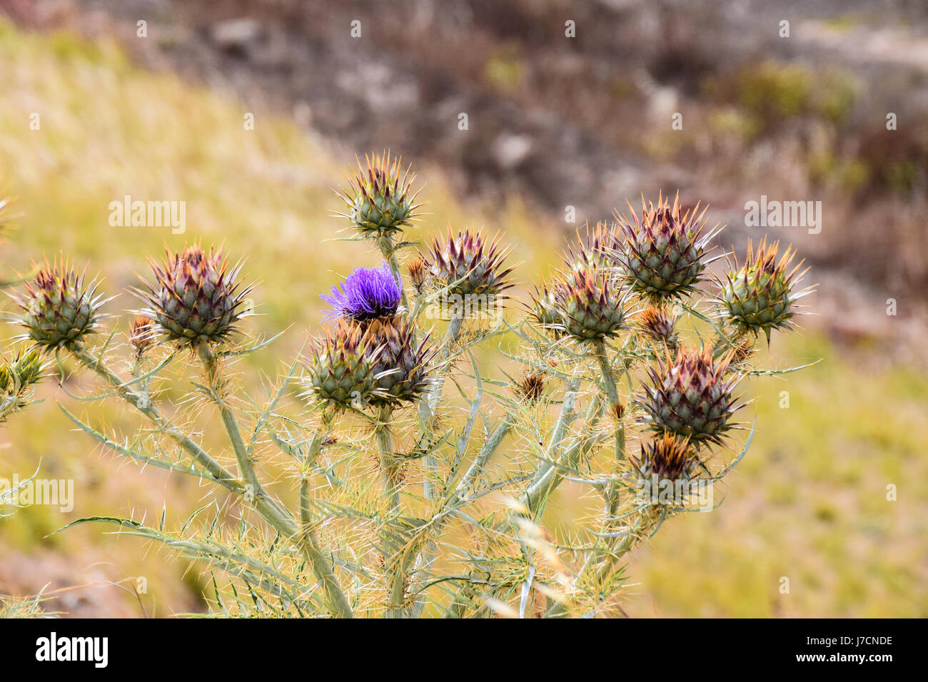 Purple Scottish thistle flower against a dry arid landscape Stock Photo