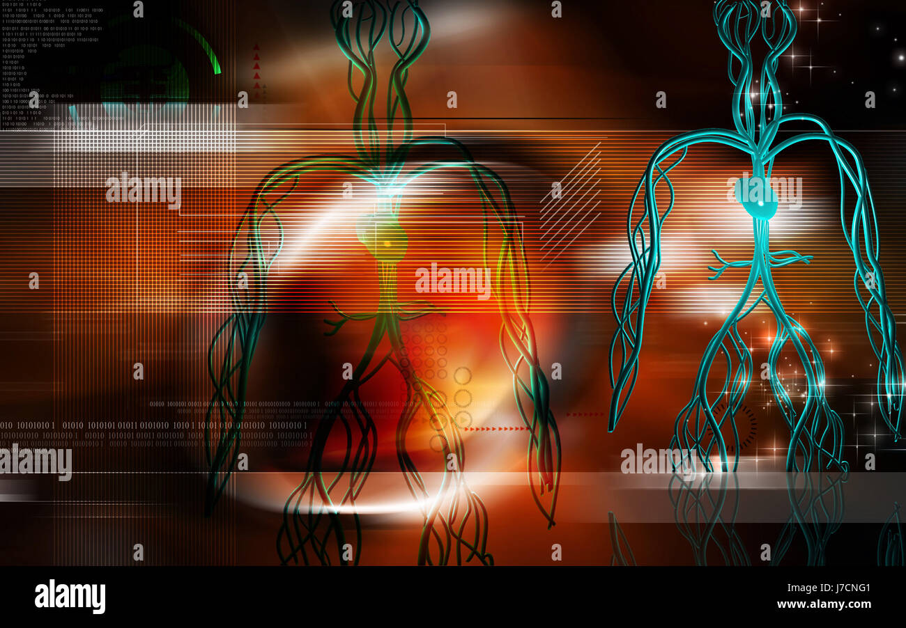 Circulation Graphics object education circulation graphics colour human human being Stock ...