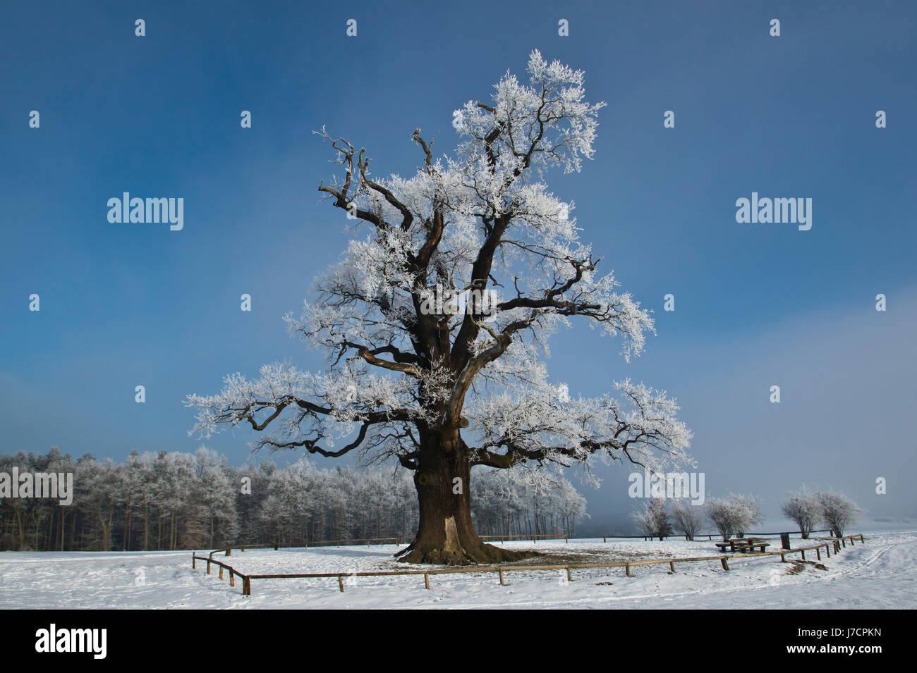 cold oak winter 2011 02 Stock Photo Alamy