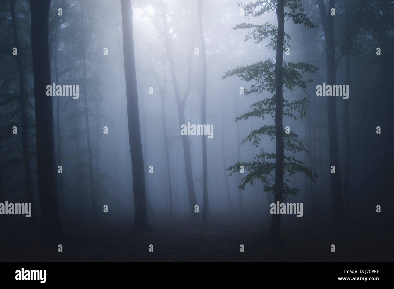 tree silhouette in fog in dark fantasy woods background Stock Photo