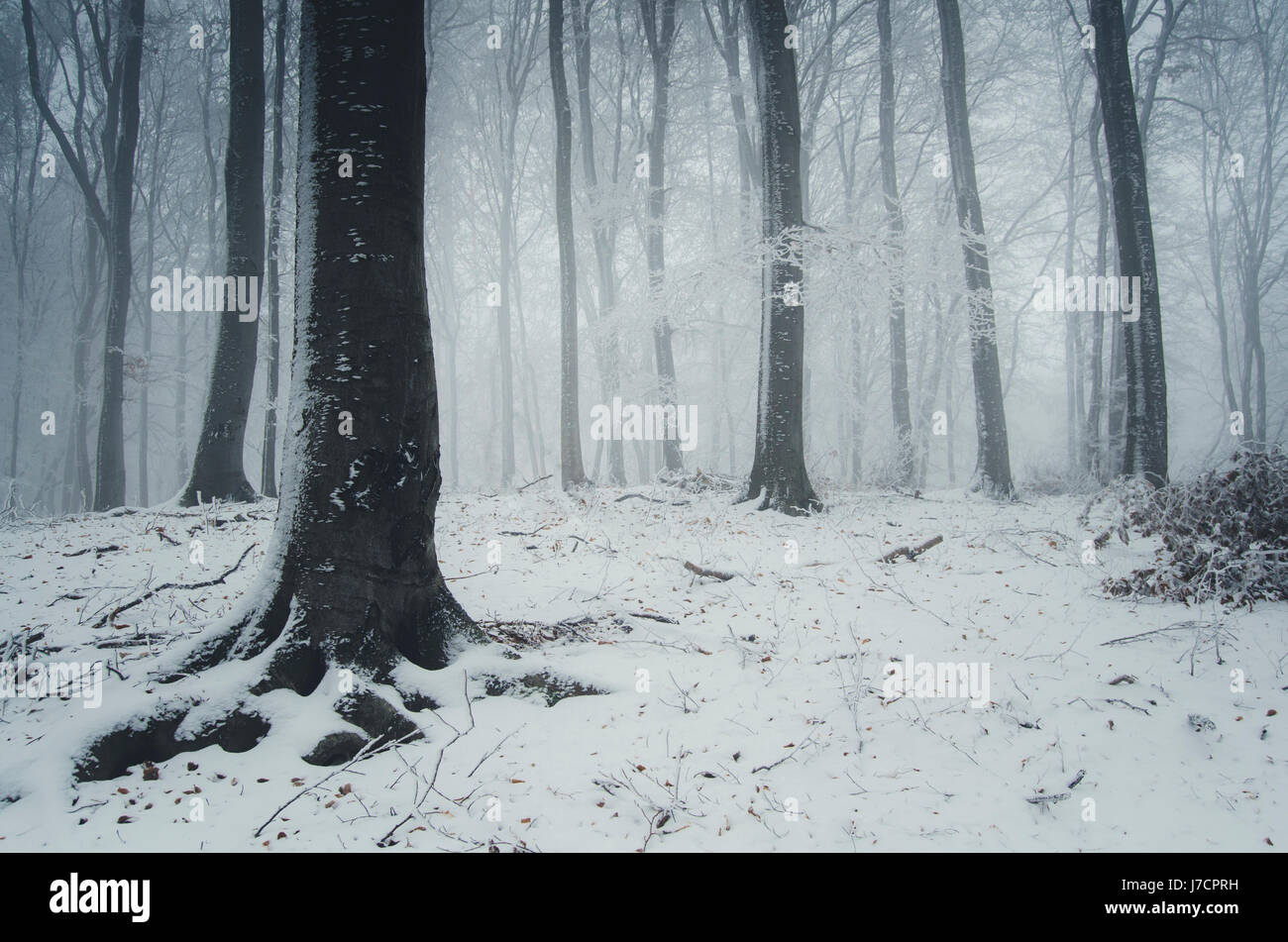 snow in winter forest fantasy landscape background Stock Photo