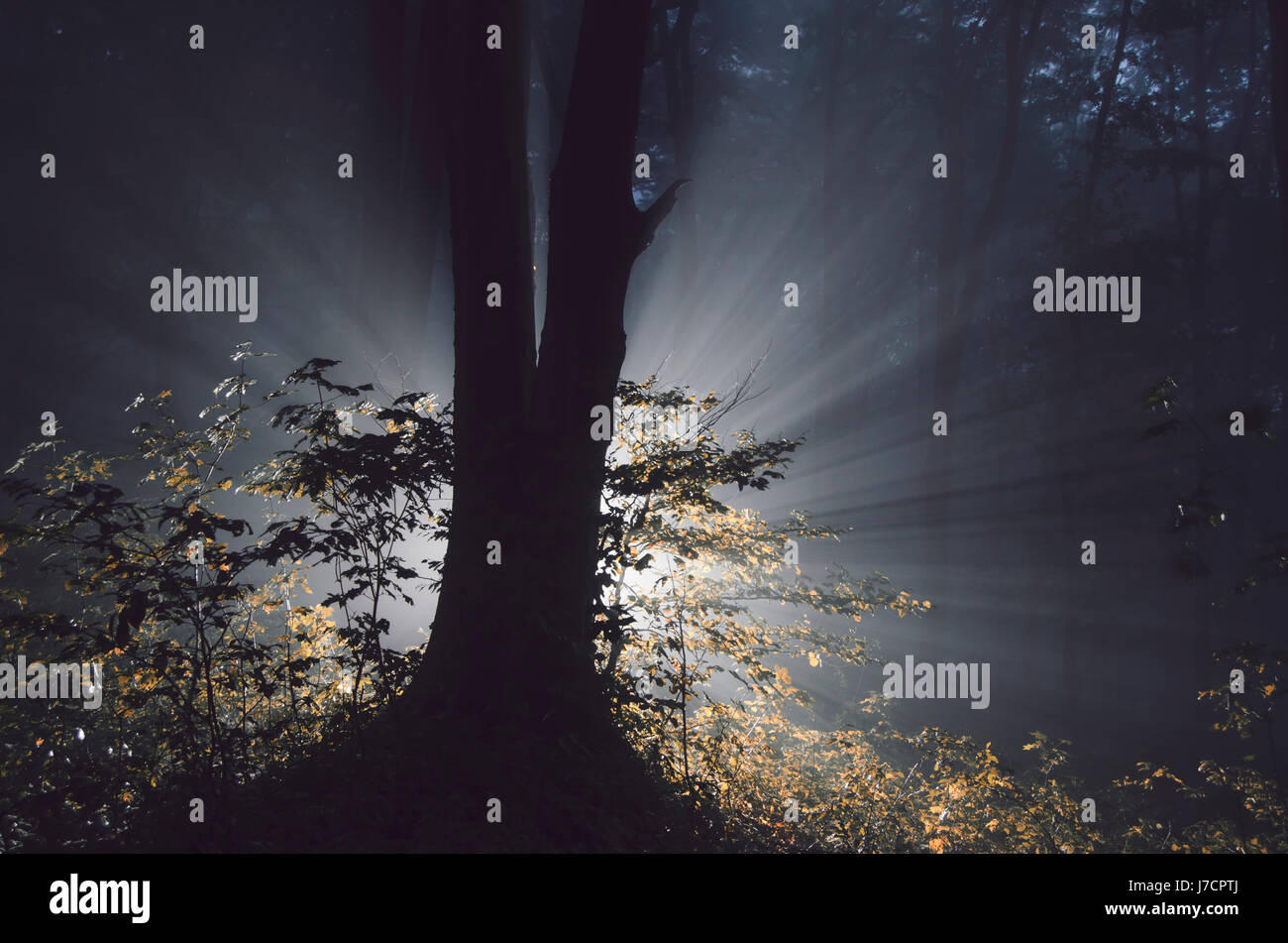 surreal forest landscape with tree in mysterious light rays Stock Photo