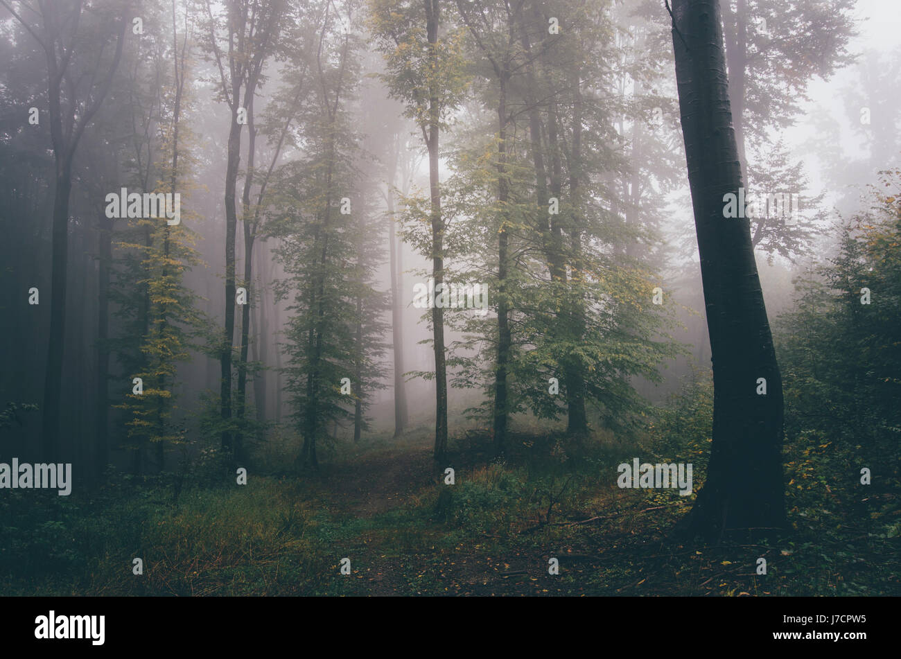 mysterious trees in fog dark landscape background Stock Photo - Alamy