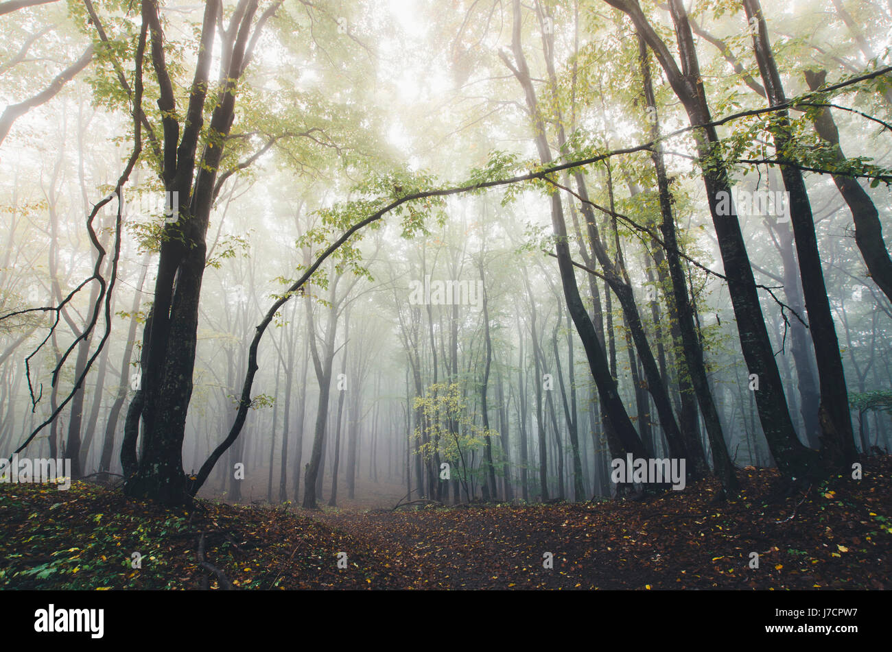 vivid autumn landscape. Forest scenery with trees in fog Stock Photo ...