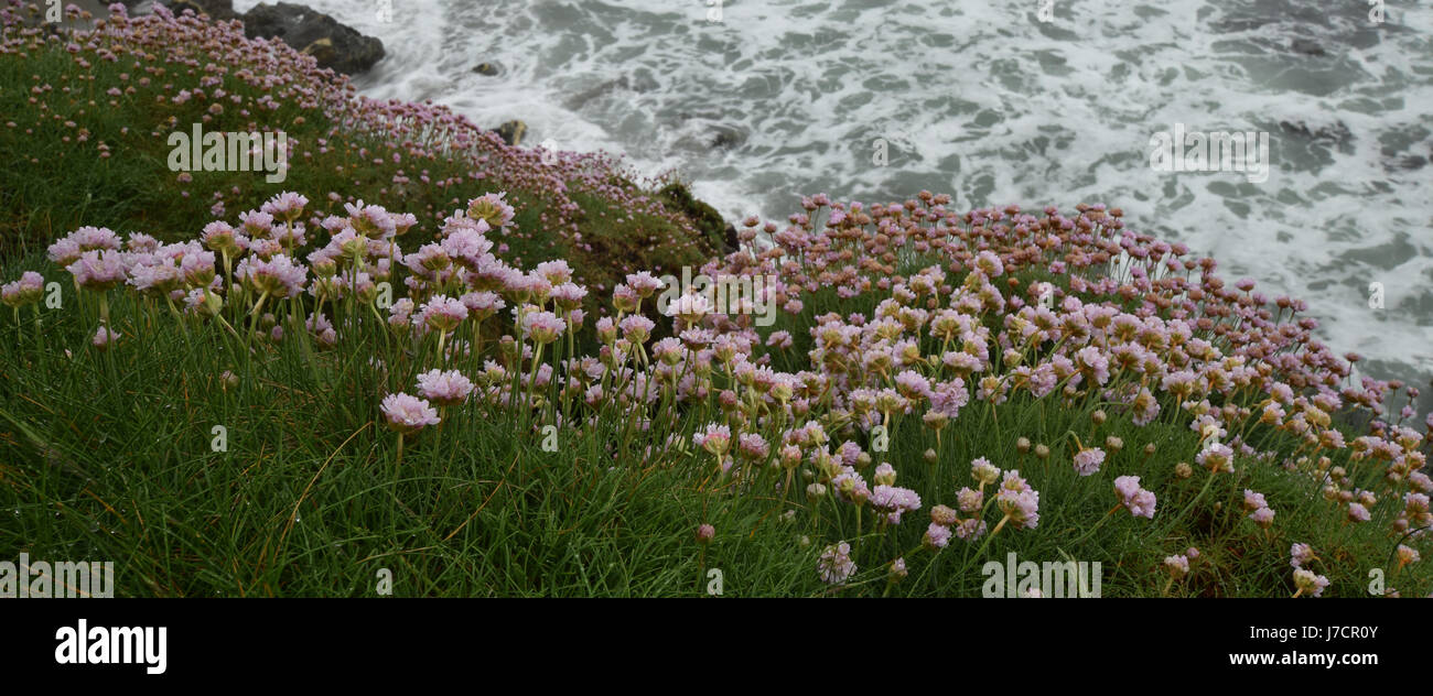 Thrift Tregardock Beach Cornwall Stock Photo