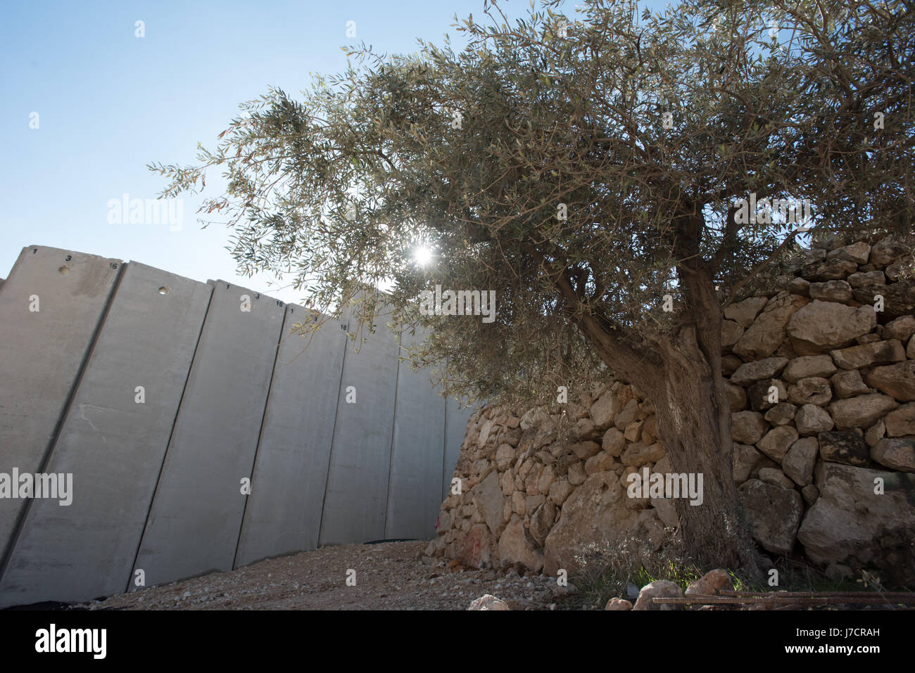 The Israeli Separation Wall divides olive groves belonging to the West Bank village of Beit Jala, December 30, 2016. Stock Photo