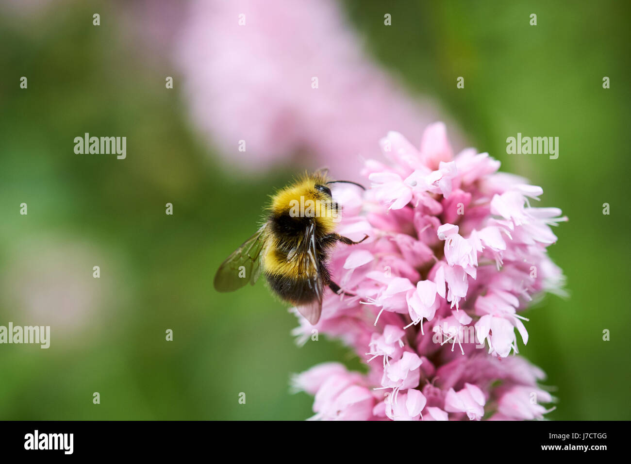 Buff-Tailed Bumble Bee (Bombus terrestris) collecting nectar from a flowering Bistorta 'Superba' (Persicaria bistorta) garden plant, UK. Stock Photo