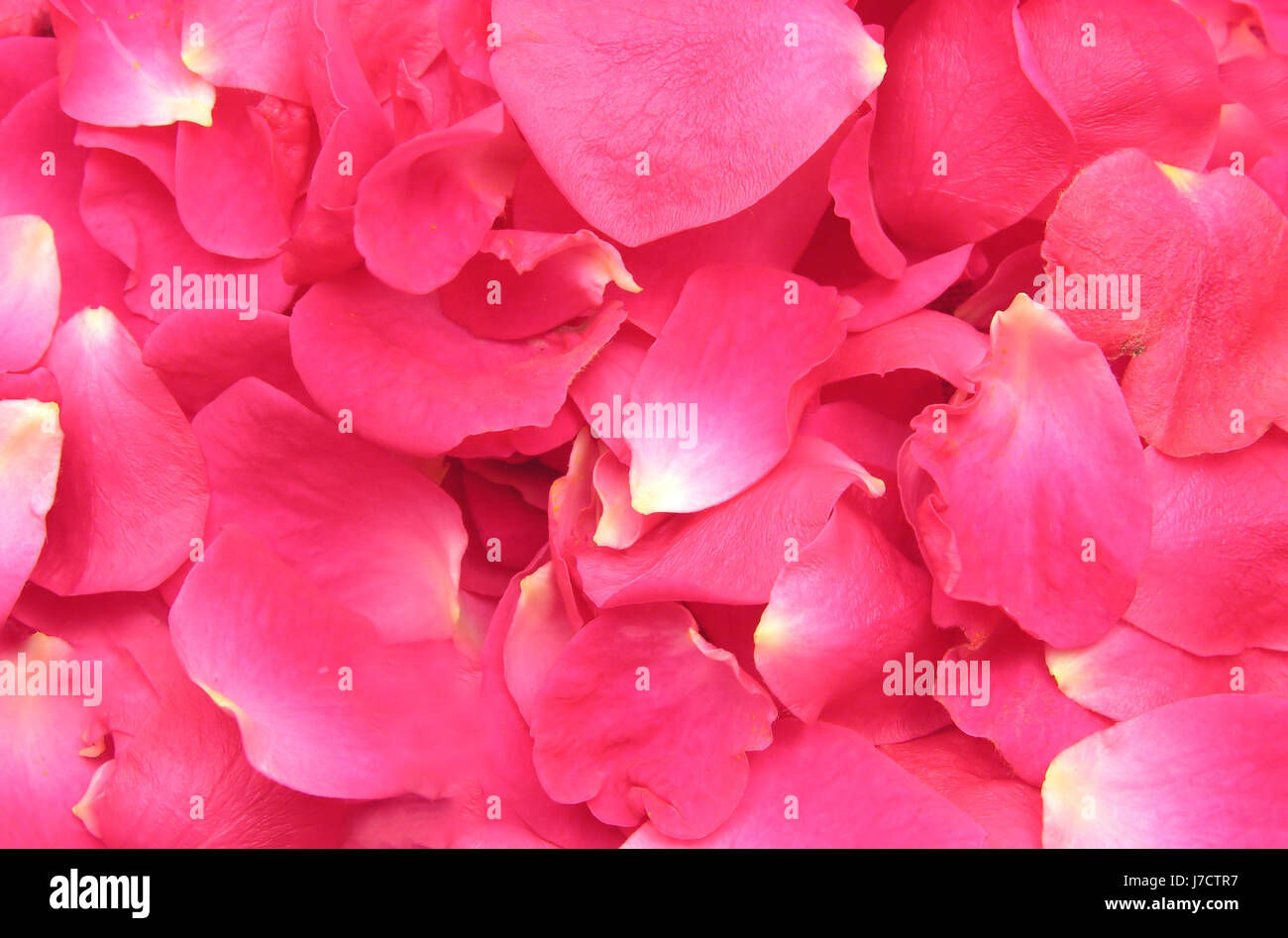 petals of pink roses as a background Stock Photo - Alamy