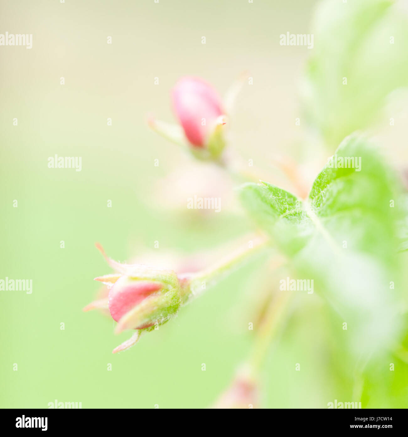 Apple tree flowering, soft focus Stock Photo