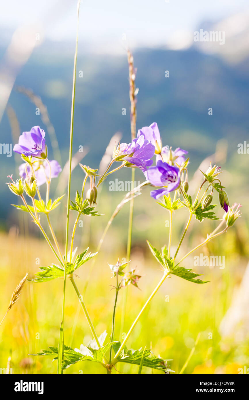 Wild flowers, alpine meadow, Grindelwald, Switzerland Stock Photo