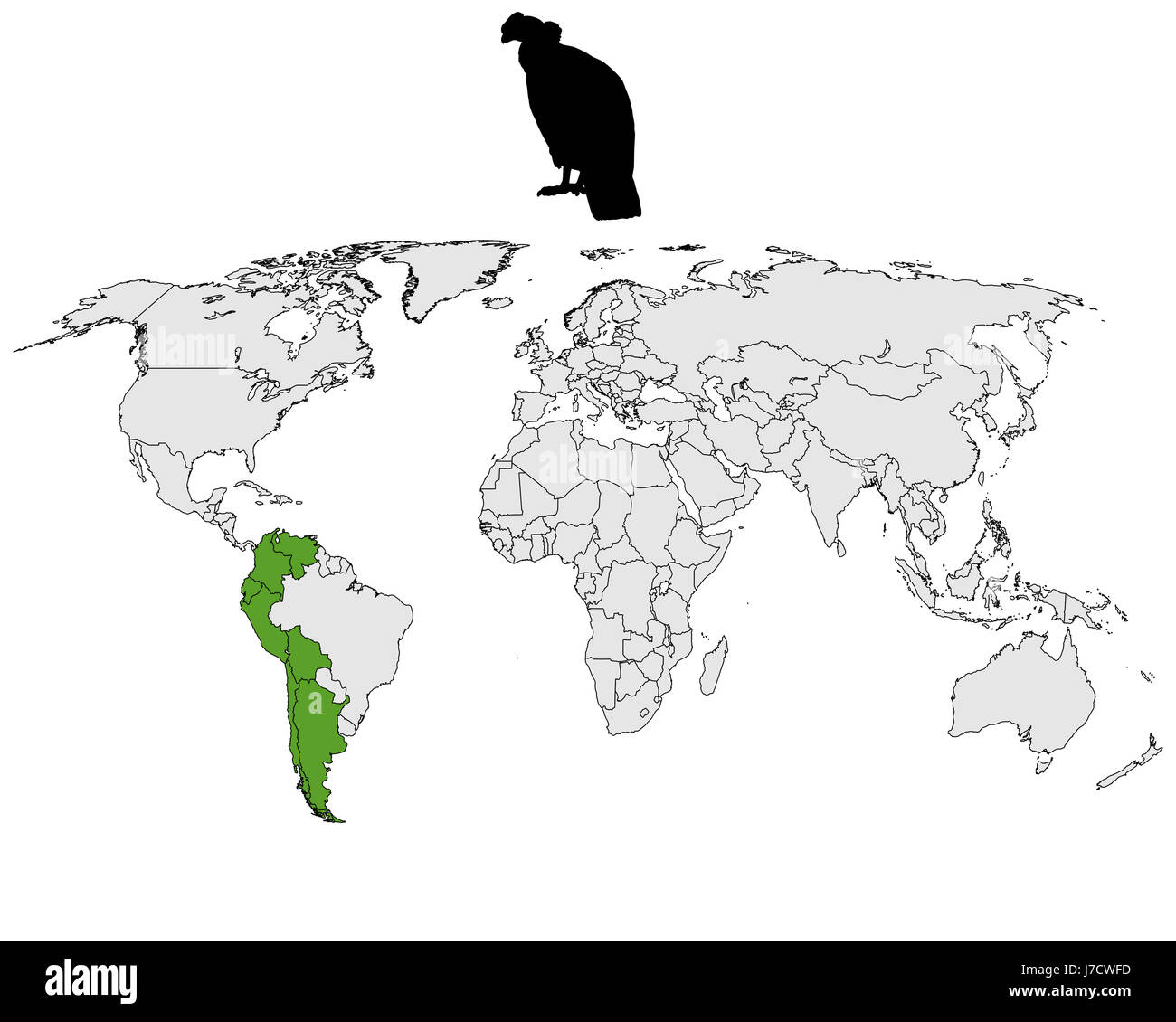 habitat condor spread occur optional colour animal bird green fauna black Stock Photo Alamy