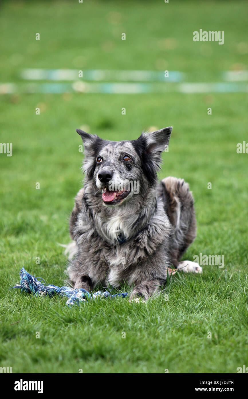 notifikation Envision portugisisk grey australian-shepherd hybrid Stock Photo - Alamy