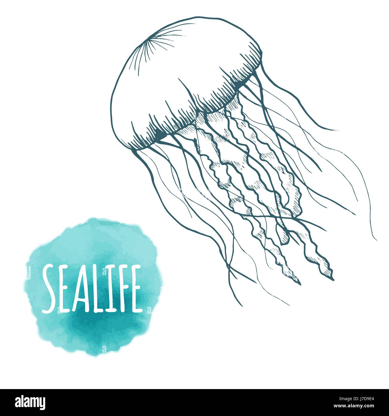 Hand drawn sketch isolated jellyfish, marine animals Stock Vector