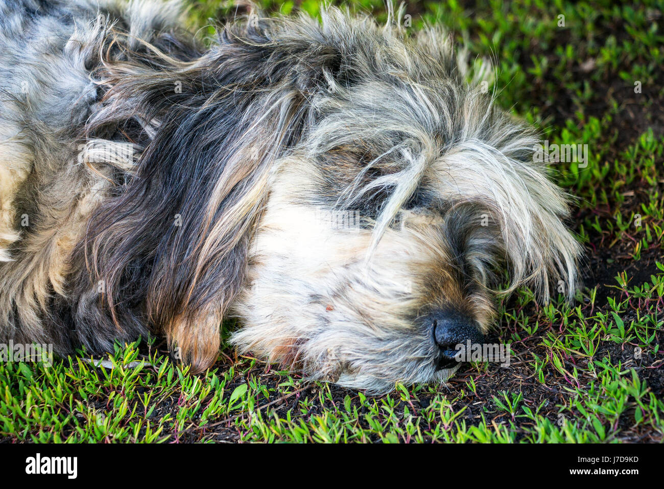 Can Dogs Sleep In Muzzles