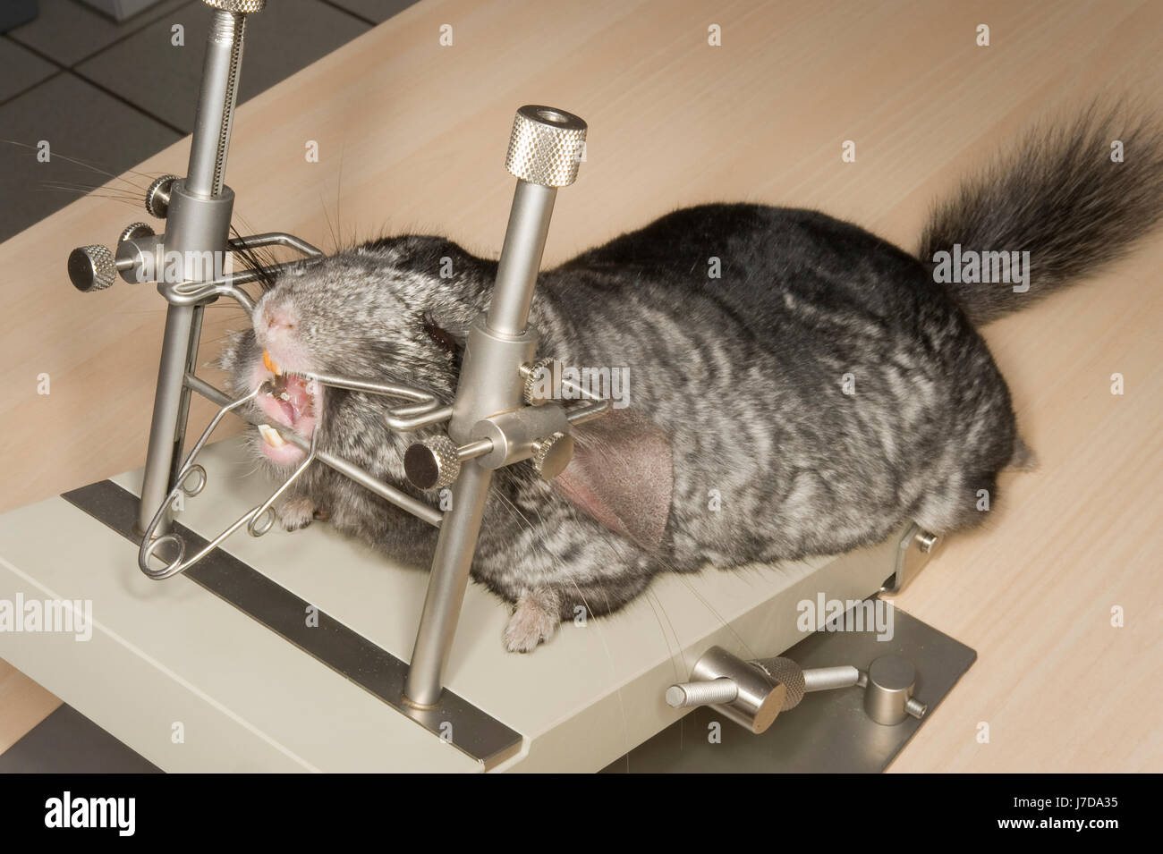 vet chinchilla Stock Photo Alamy