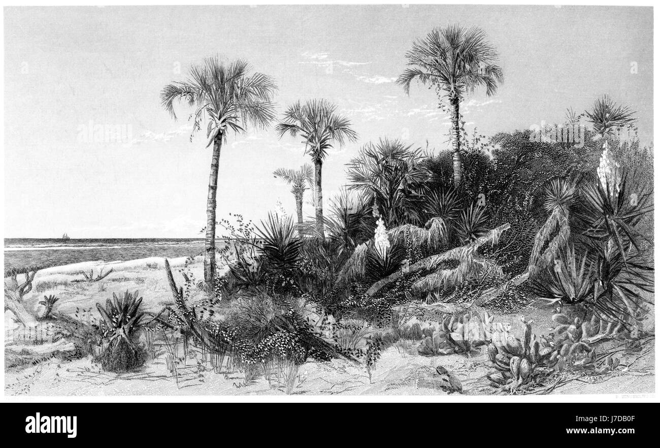 An engraving of The Coast of Florida scanned at high resolution from a book printed in 1872.  Believed copyright free. Stock Photo