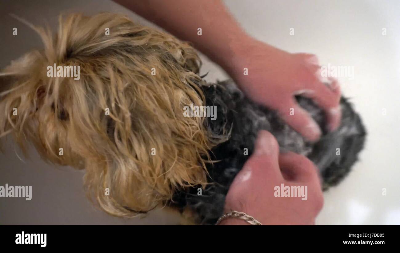 Wash A Yorkshire Terrier Care For Dogs In Grooming Salons Stock
