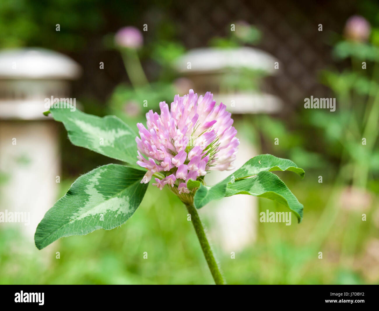 Purple clover Stock Photo - Alamy