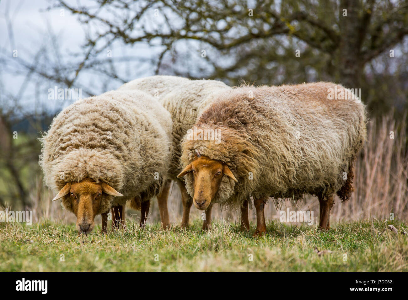 wooly Coburger Fuchsschaf or Coburg Fox Sheep Stock Photo