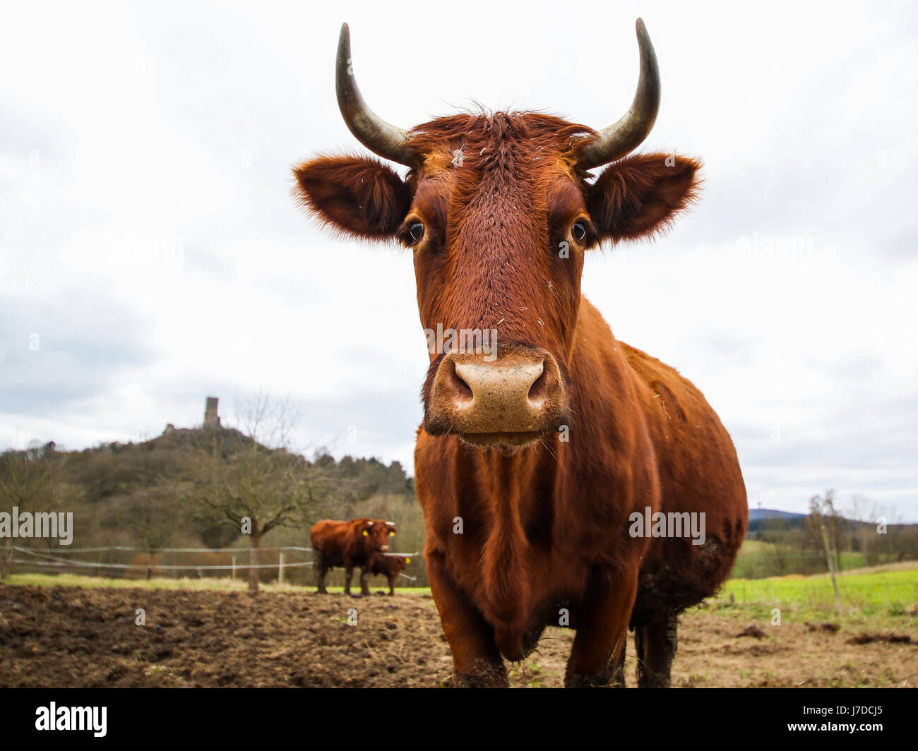 Rotes Höhenvieh, german red cattle, breeding type upland cattle Stock Photo
