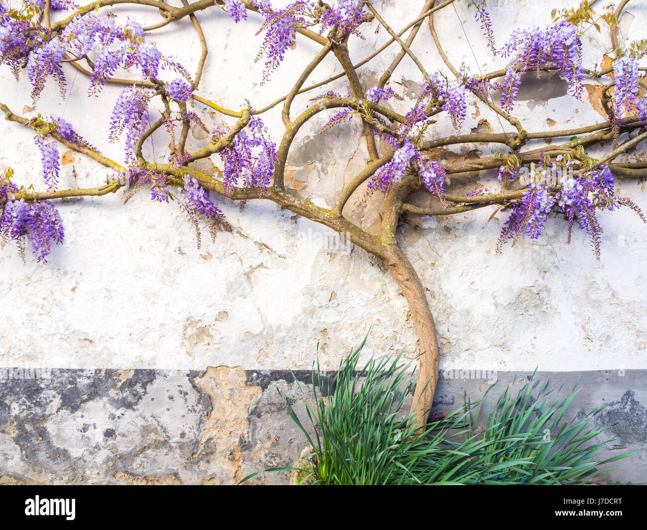 Purple wisteria plant growing in Portugal. Stock Photo