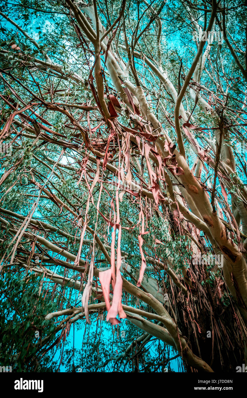 Eucalyptus tree bark peeling off and hanging from branches Stock Photo
