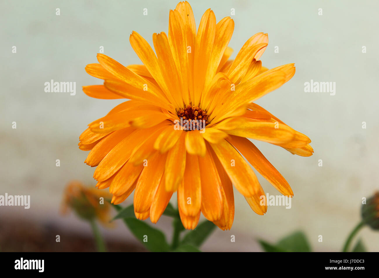 a marigold flower open Stock Photo Alamy