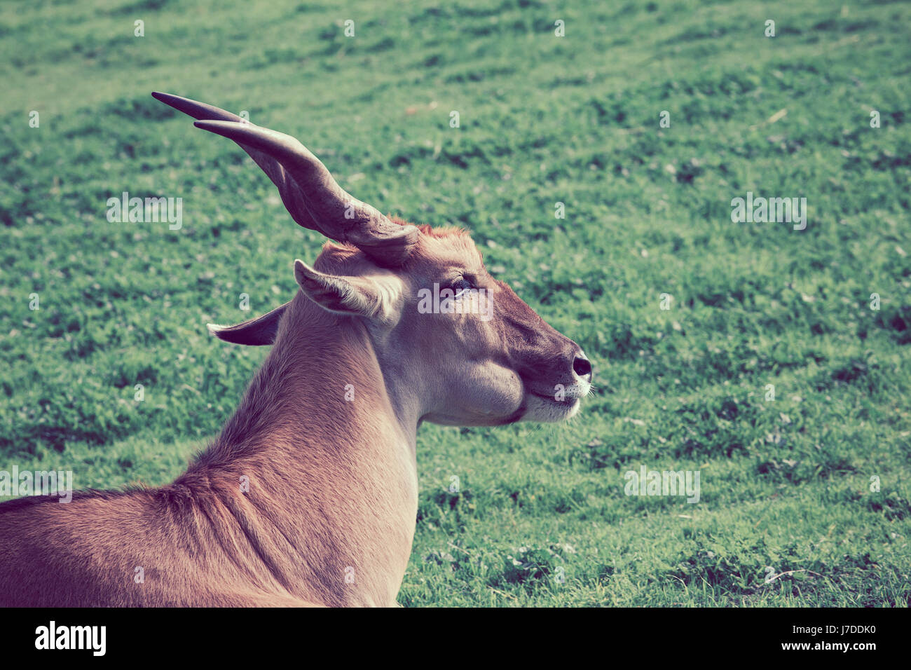 The Common Eland Antelope - world's largest antelope portrait closeup Stock Photo