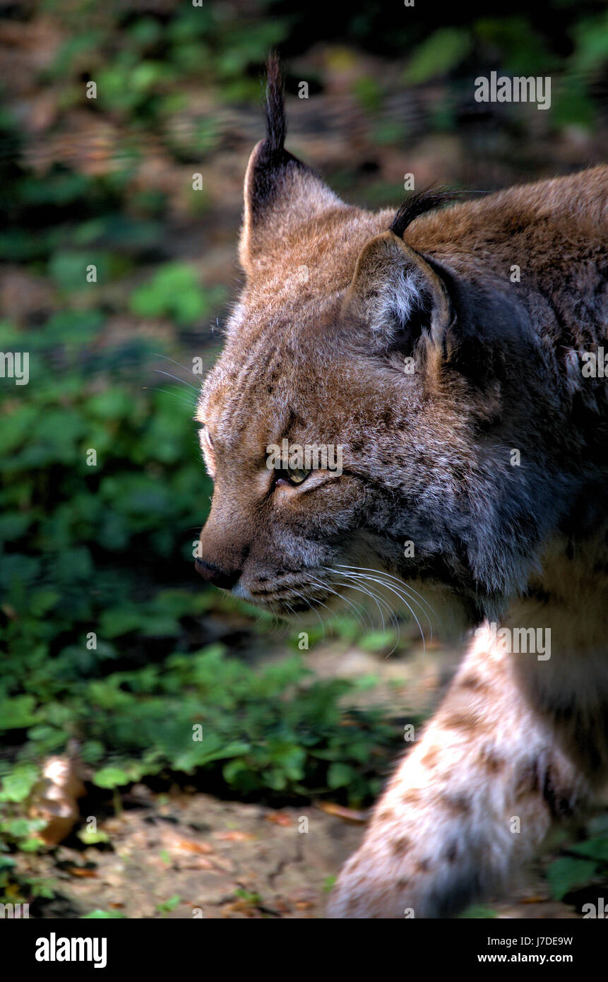 lynx head Stock Photo