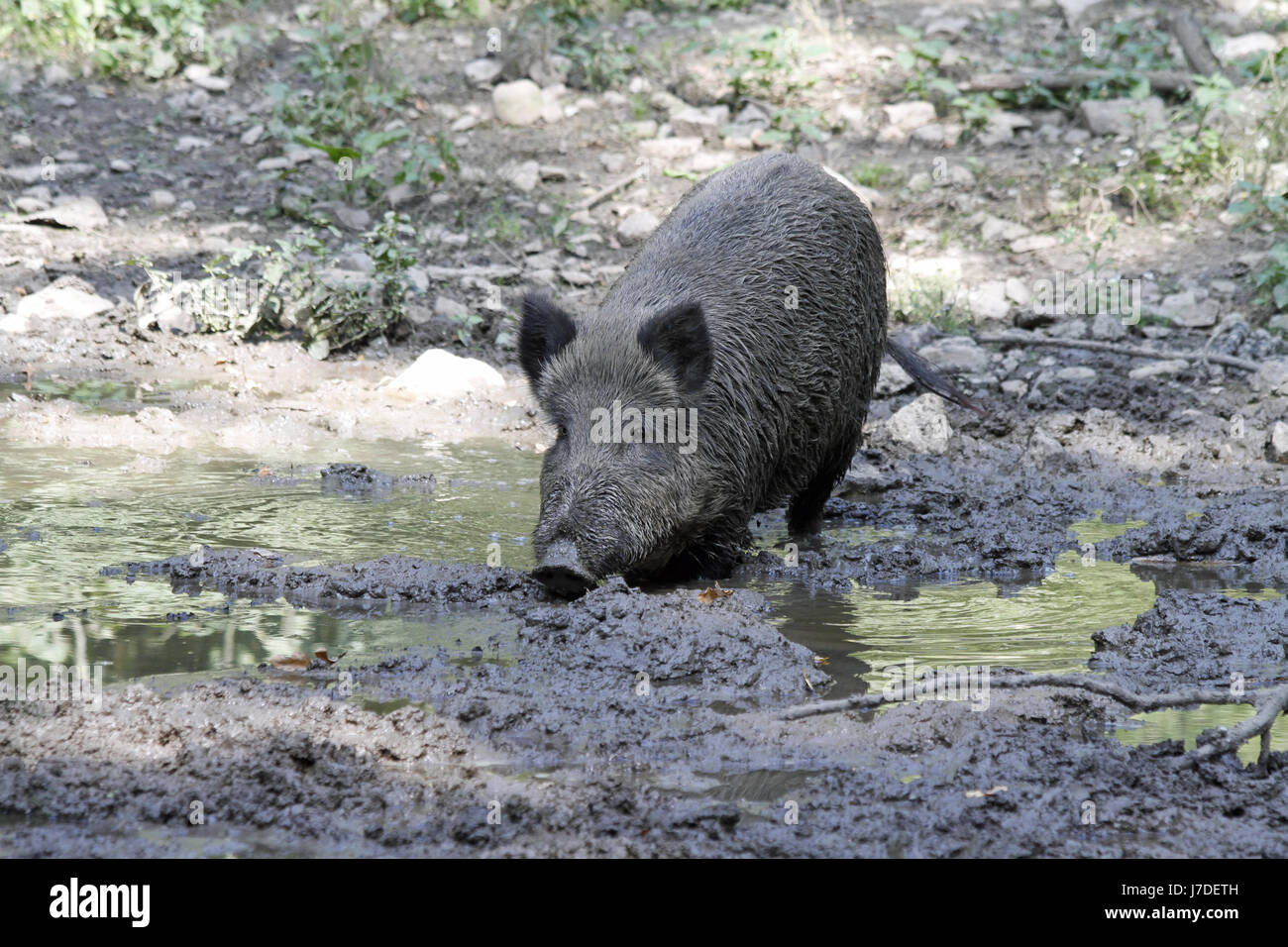 wild boar in the suhle Stock Photo