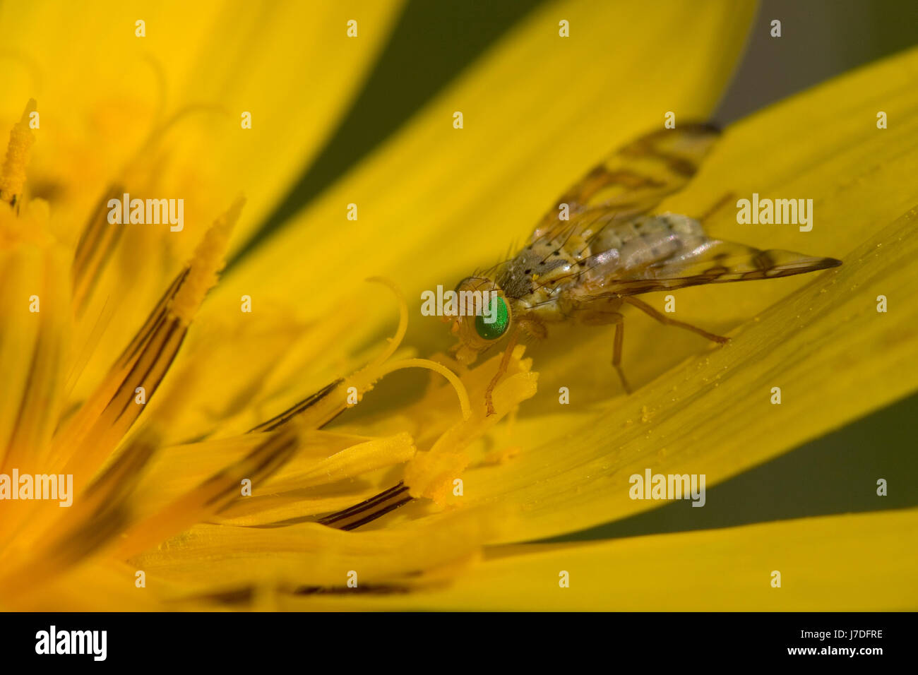 cherry fruit fly Stock Photo Alamy