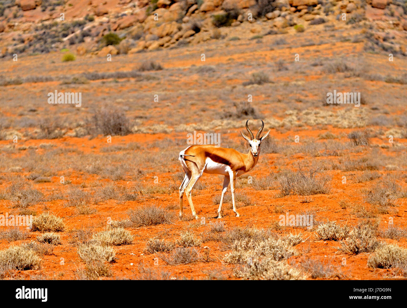 Springoks hi-res stock photography and images - Alamy