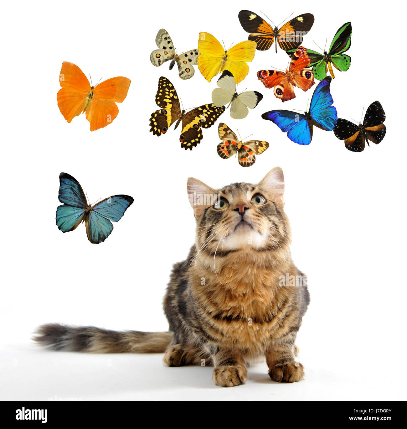 pet insect butterfly cat baby kitten colorful young younger pussycat ...