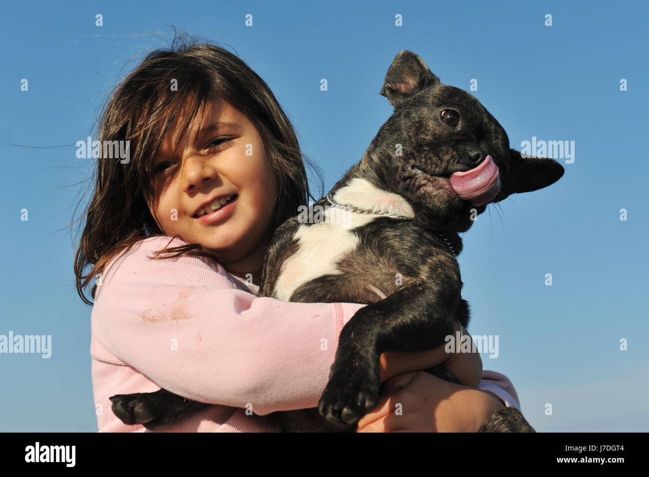 small tiny little short dog french bulldog child girl girls blue friendship Stock Photo