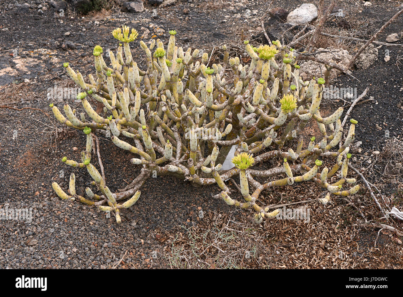 Kleinia neriifolia Stock Photo