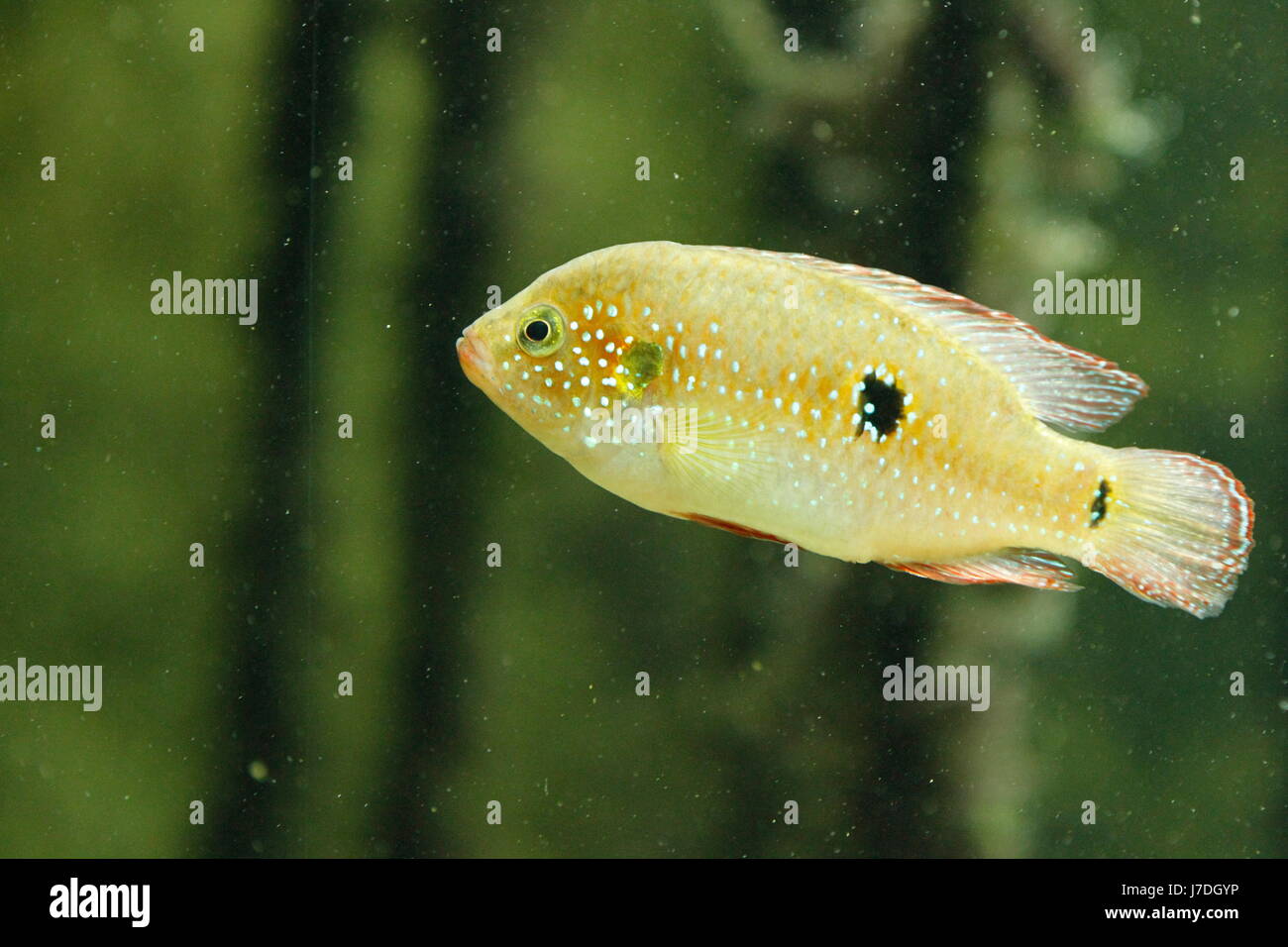 coral fish in closeup Stock Photo