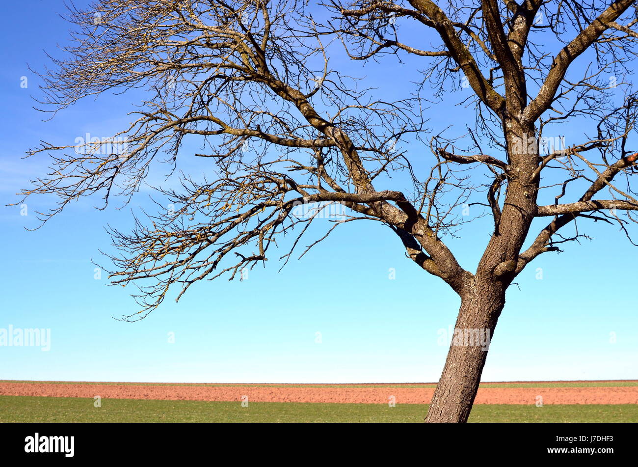 fruit tree in winter Stock Photo - Alamy