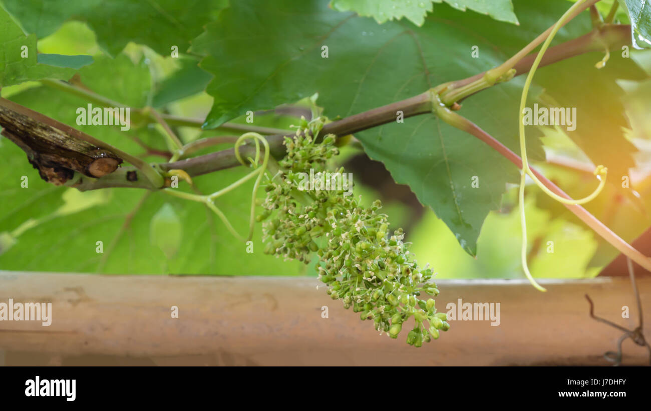 close up new grapes forming in green garden Stock Photo