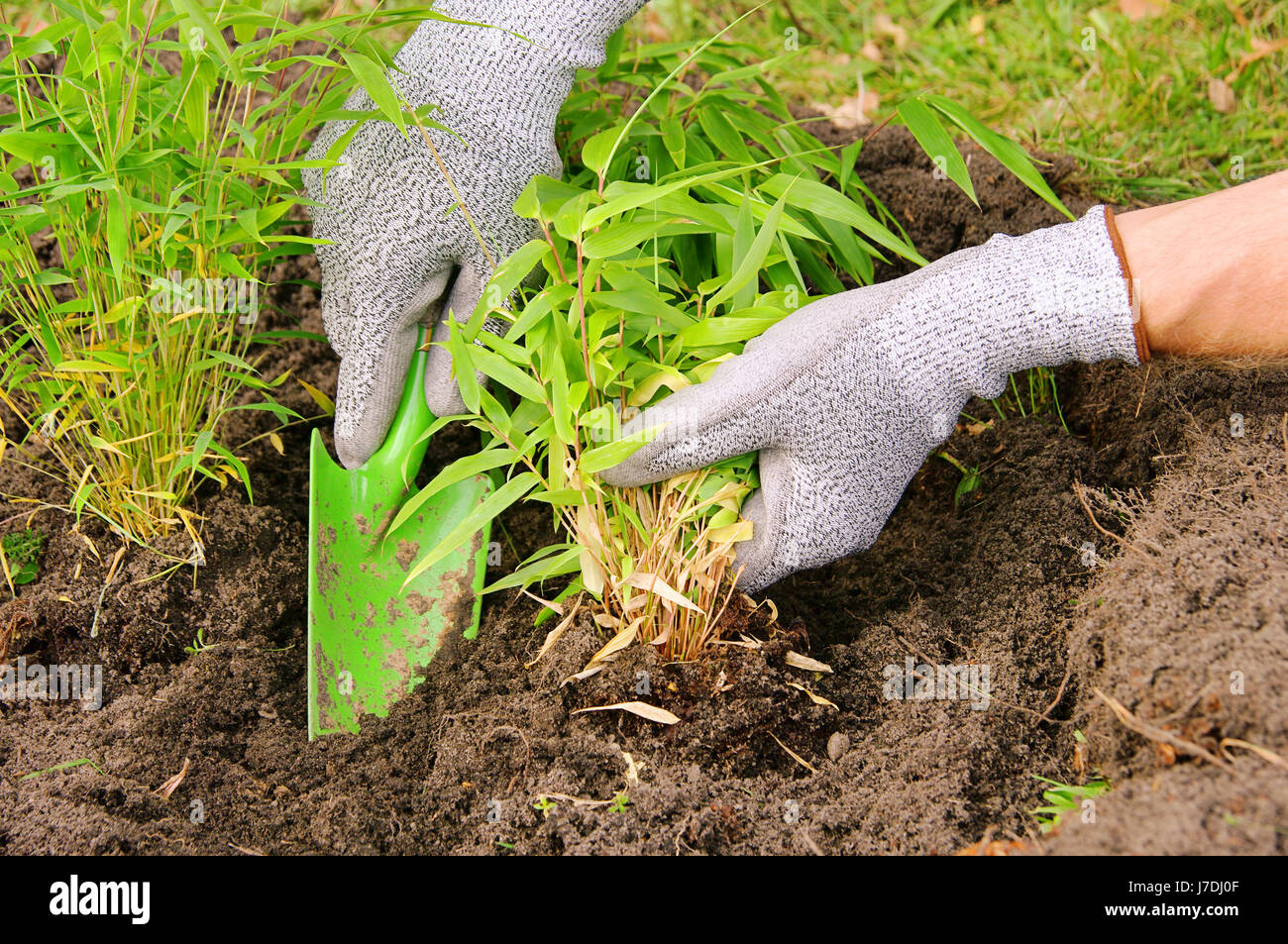 plant bamboo - bamboo planting 02 Stock Photo - Alamy