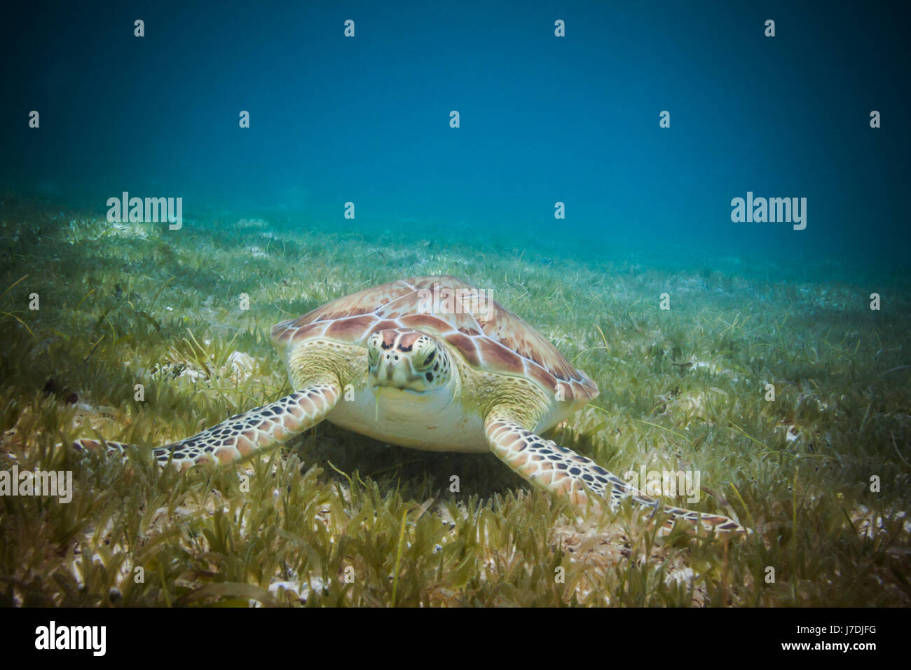 Sea turtle eating sea grass in harbor of St. John, Virgin Islands Stock